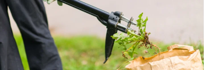 Person entfernt Unkraut mit Gartengerät